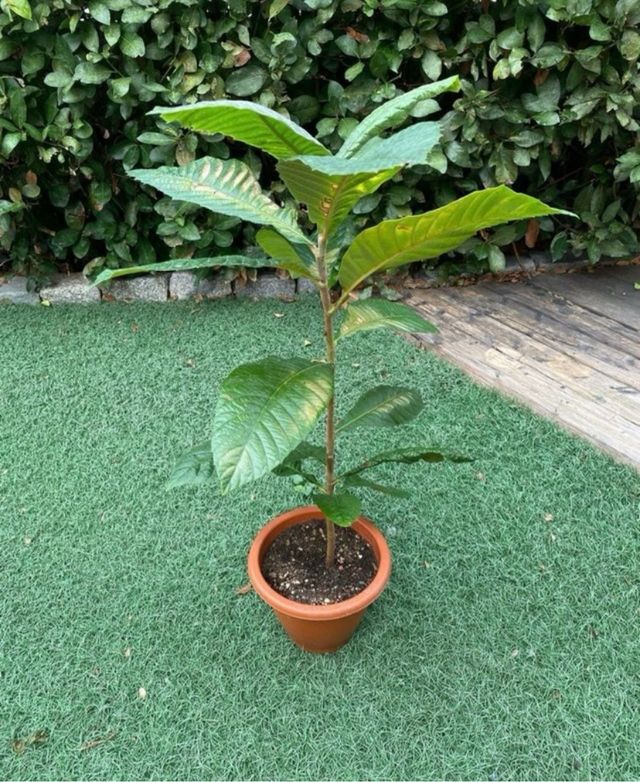 Árbol Frutal Níspero
