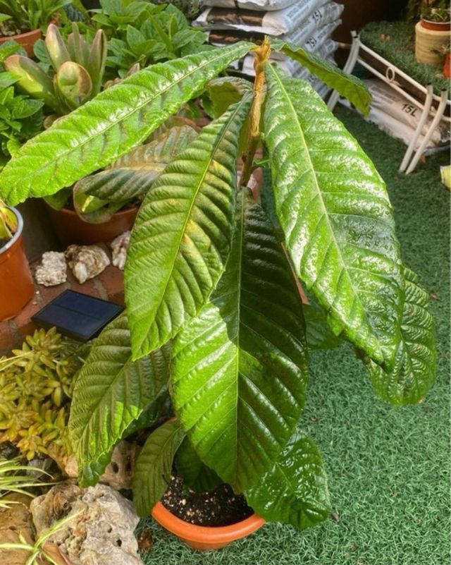 Árbol Frutal Níspero