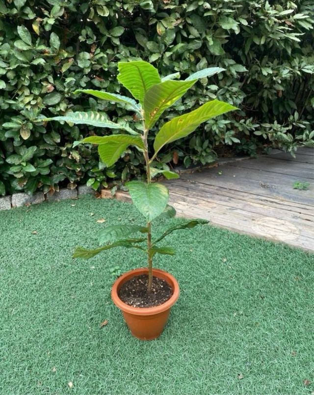 Árbol Frutal Níspero