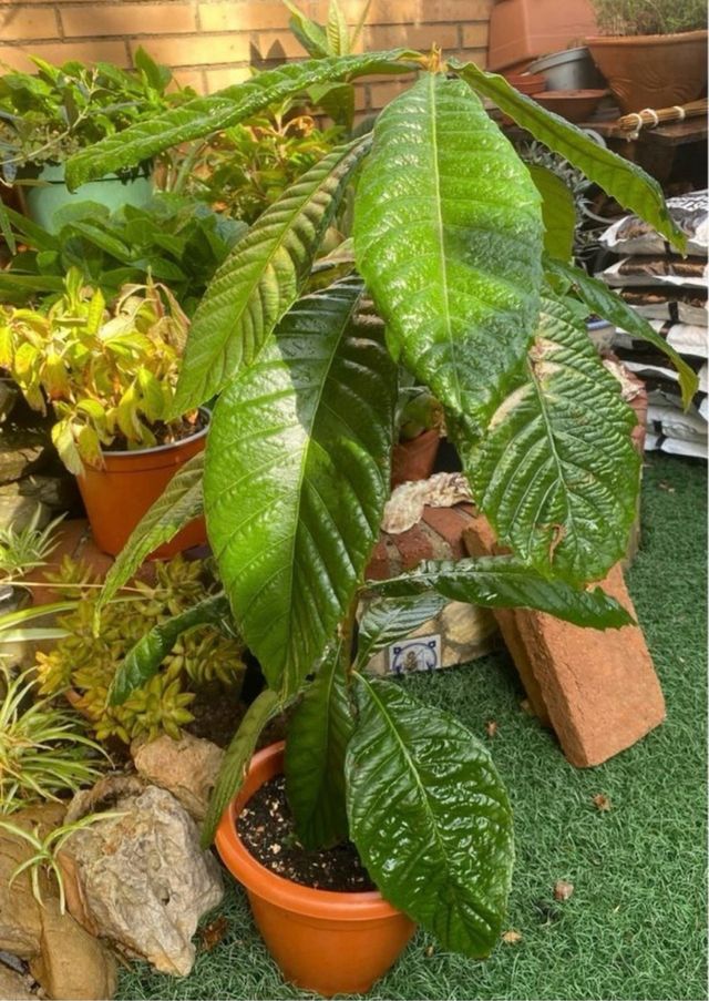 Árbol Frutal Níspero