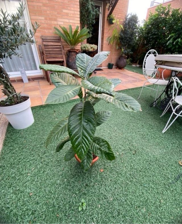 Árbol Frutal Níspero