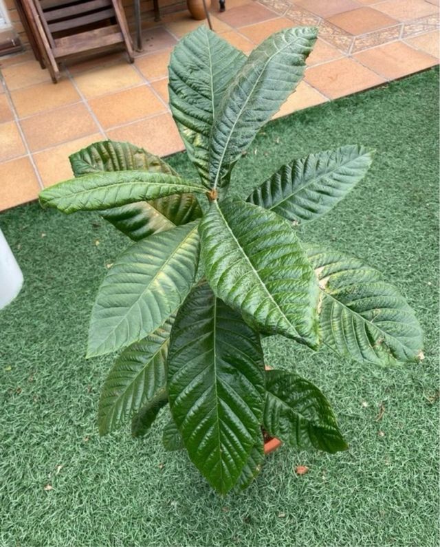 Árbol Frutal Níspero