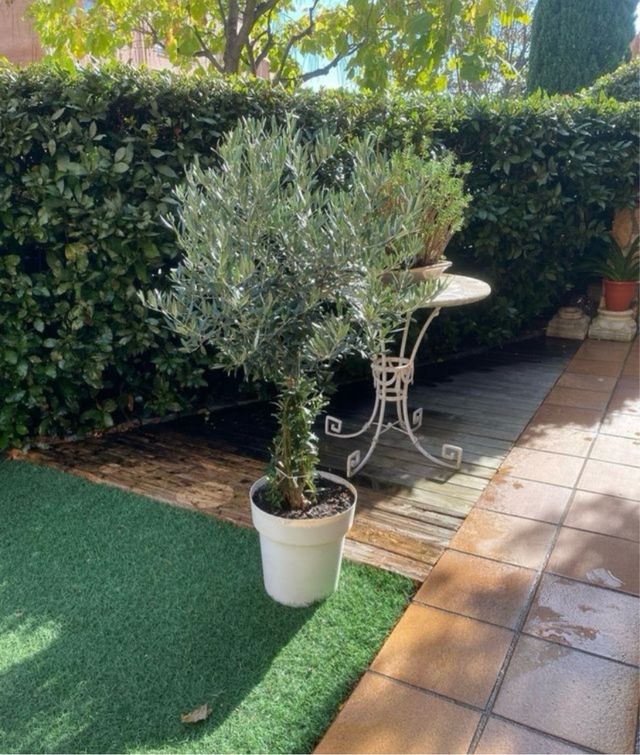 Olivo florecido en maceta blanca