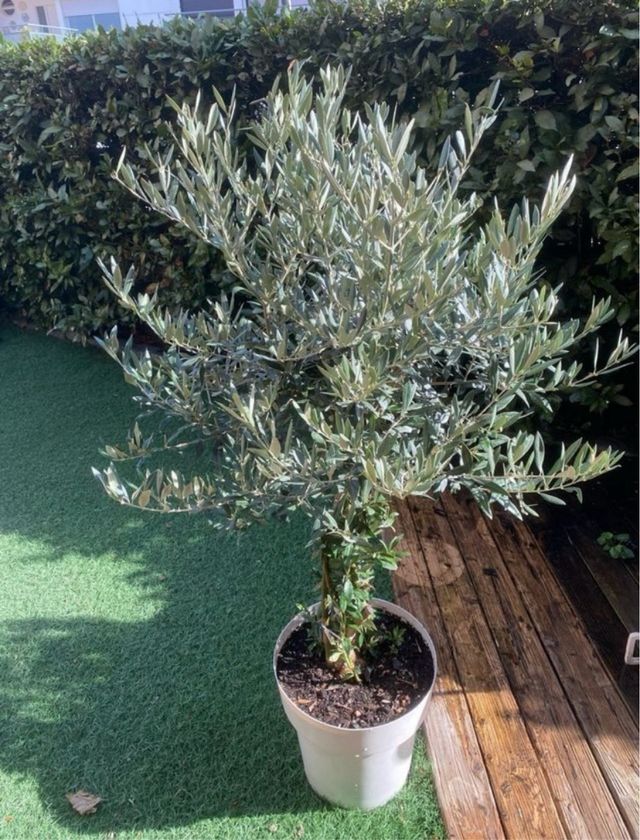 Olivo florecido en maceta blanca