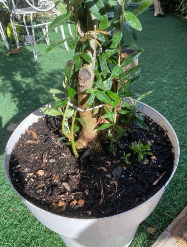 Olivo florecido en maceta blanca