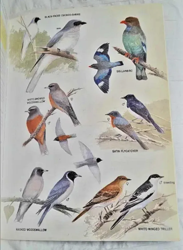 Guía de Aves de Nueva Zelanda