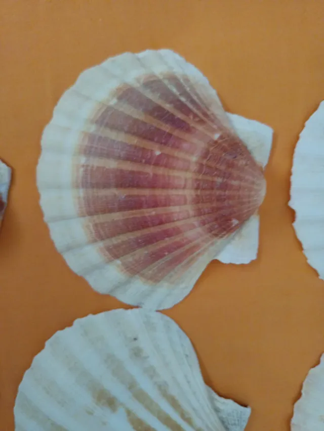 Conchas de mar decorativas