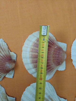 Conchas de mar decorativas