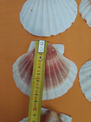 Conchas de mar decorativas