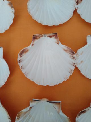 Conchas de mar decorativas