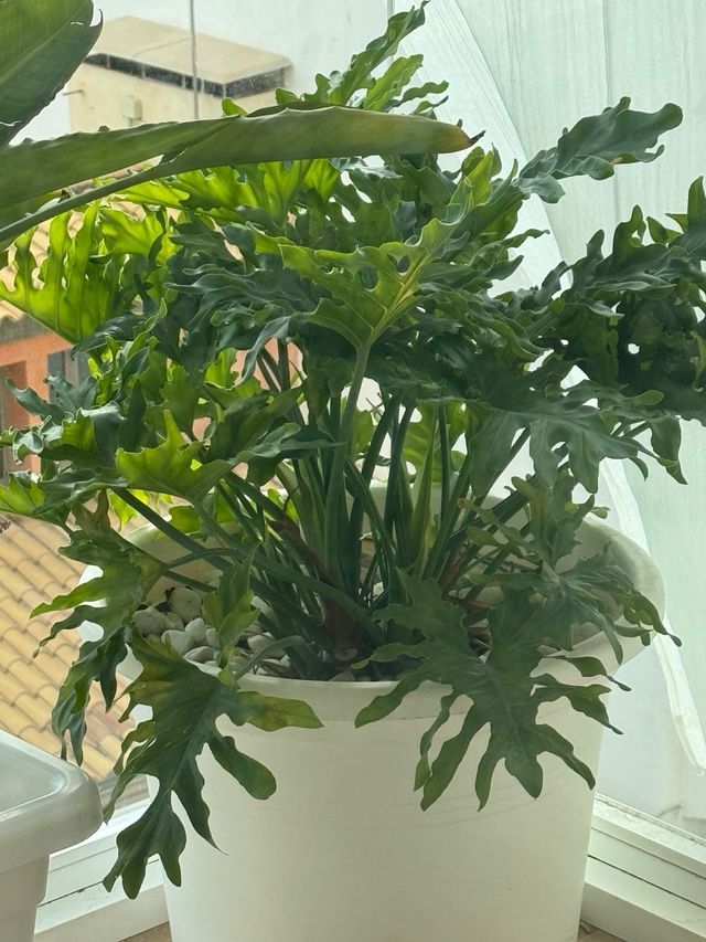 Philodendron Selloum con maceta - 80 cm