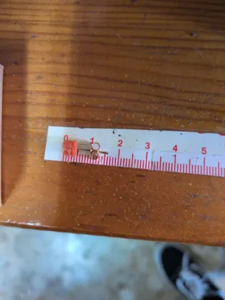 Pendientes Flor Coral Natural y Oro