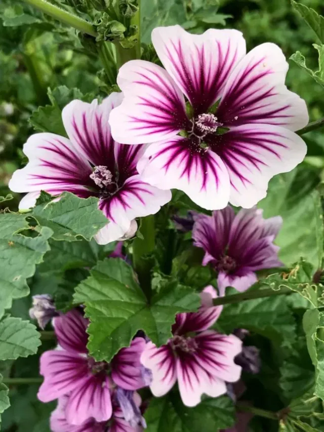Semillas Malva Arbolea, malva silvestre,jardinería