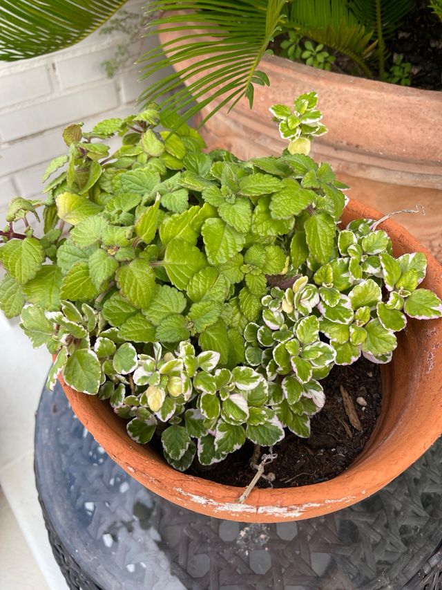 Plectranthus coleoides - Pianta di incenso