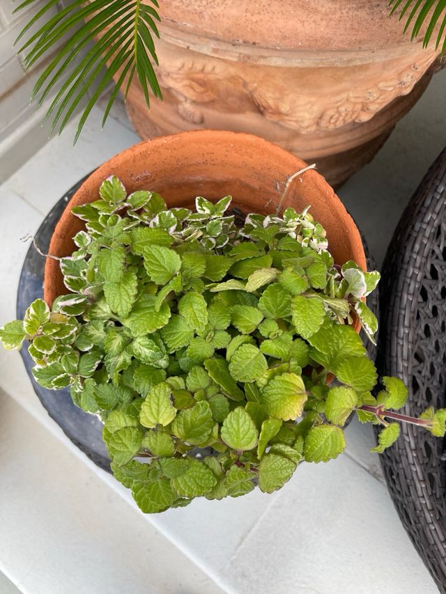 Plectranthus coleoides - Pianta di incenso