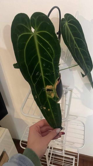 Anthurium Waroqueanum