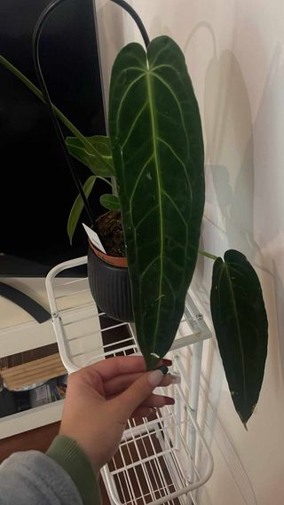 Anthurium Waroqueanum