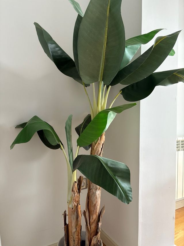 Platanero artificial de alta calidad