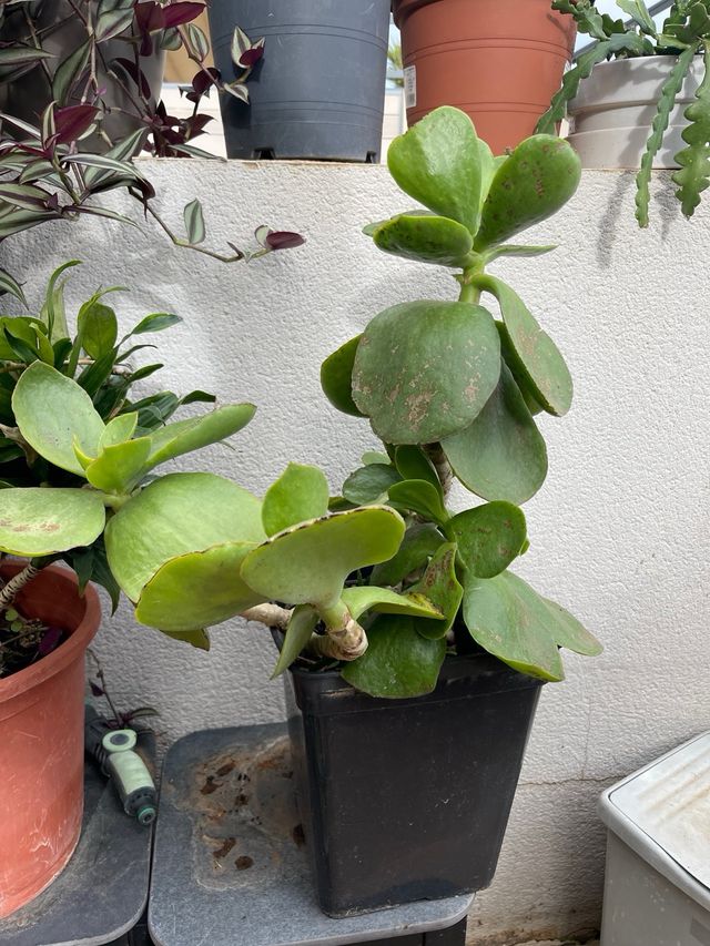 Kalanchoe thyrsiflora pianta moneta