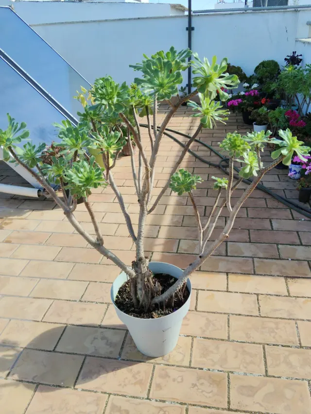 Planta  Suculenta,grande.