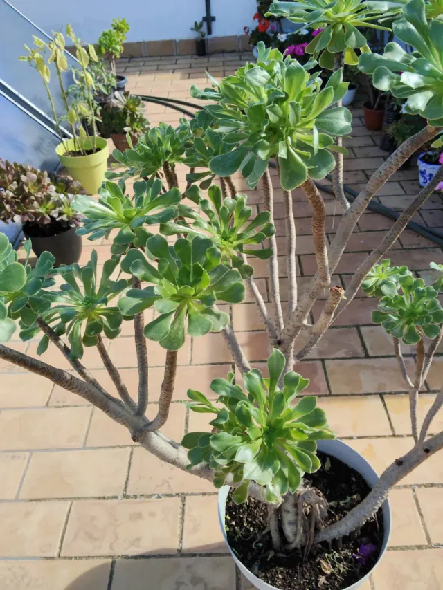 Planta  Suculenta,grande.