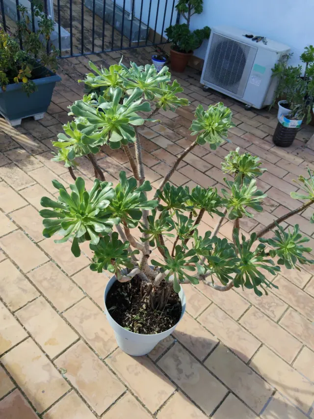 Planta  Suculenta,grande.