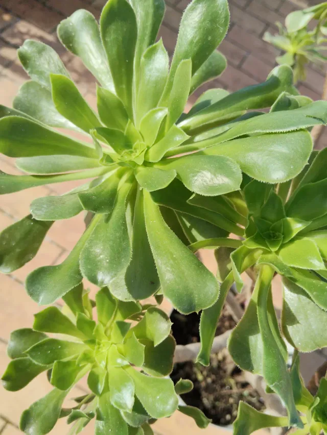 Planta  Suculenta,grande.