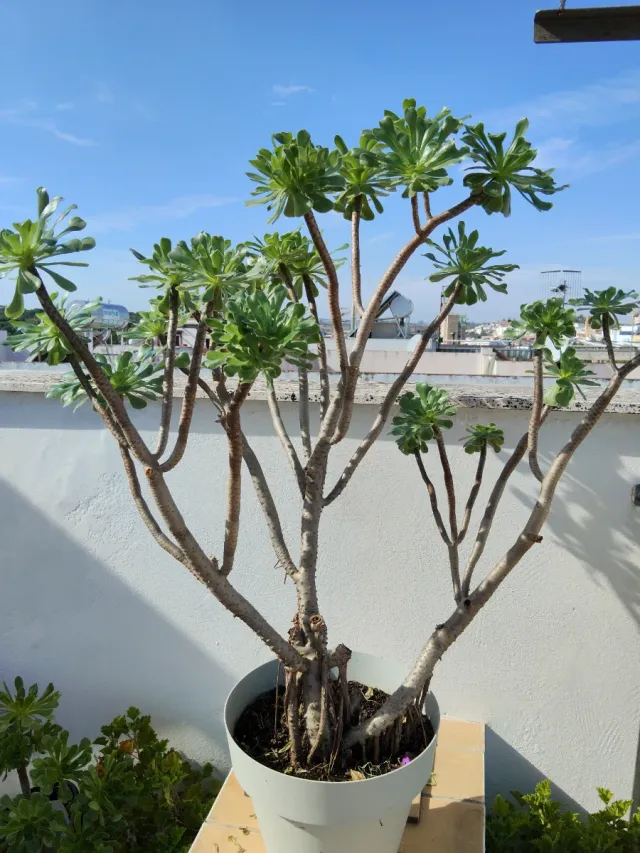 Planta  Suculenta,grande.