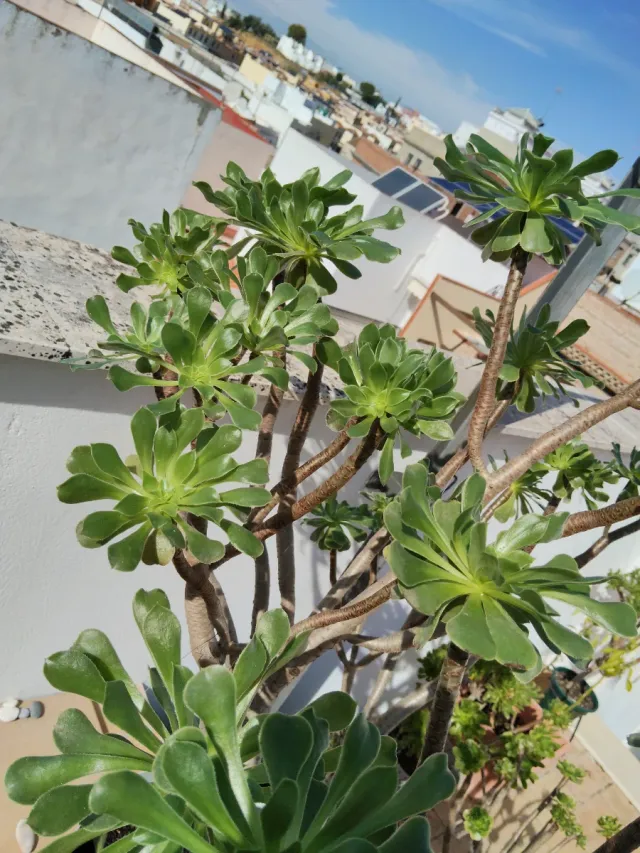 Planta  Suculenta,grande.