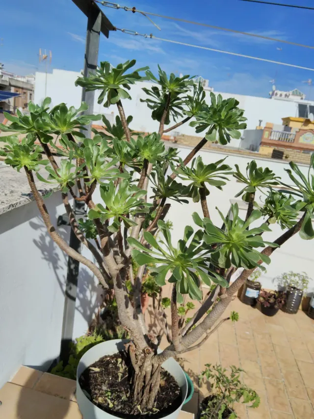 Planta  Suculenta,grande.