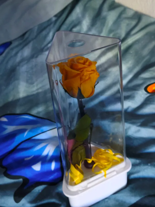 Rosa Eterna Amarilla en Exhibidor