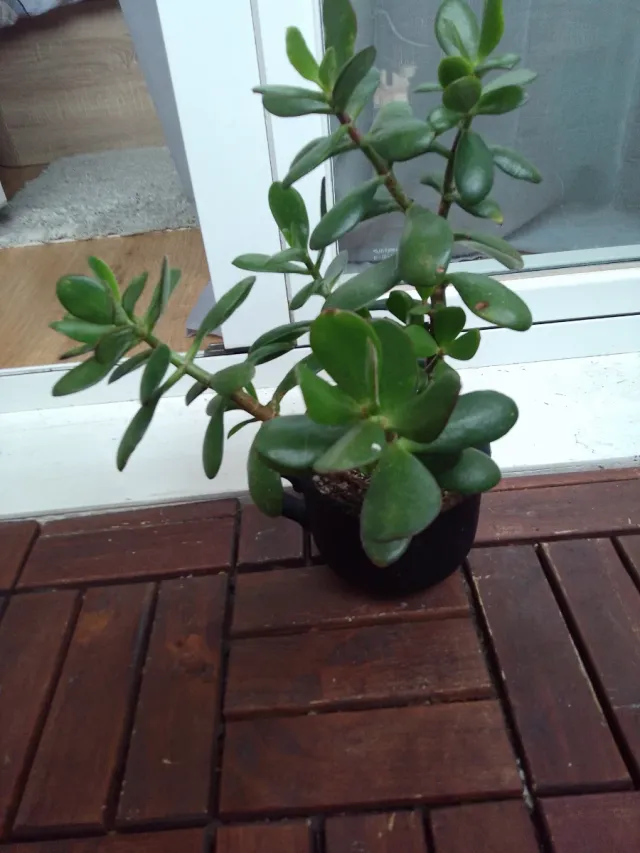 Planta Jade Suculenta