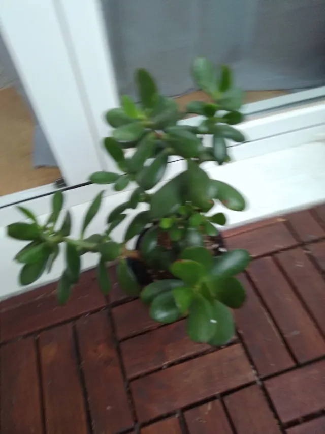 Planta Jade Suculenta