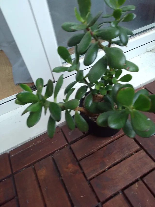 Planta Jade Suculenta