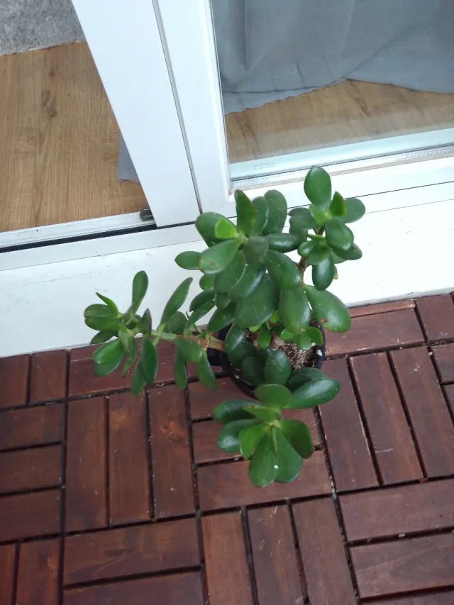 Planta Jade Suculenta