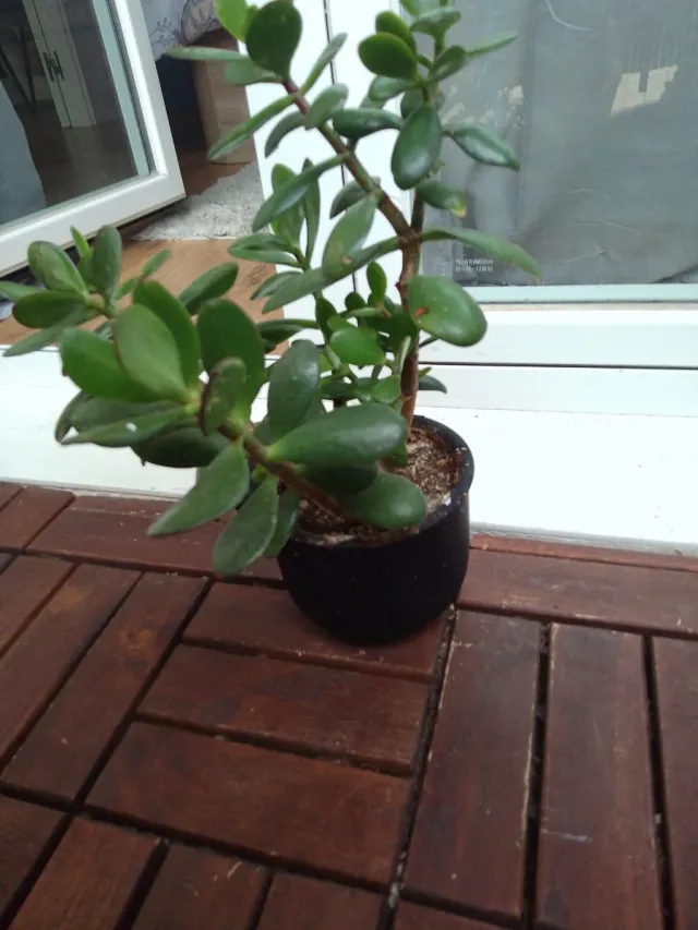 Planta Jade Suculenta