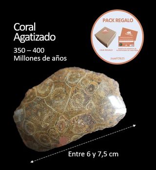 Coral Agatizado Fosil 350-400 Millones Años