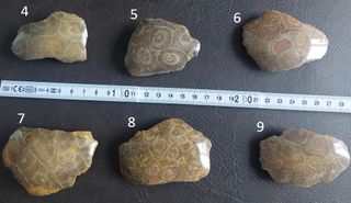 Coral Agatizado Fosil 350-400 Millones Años