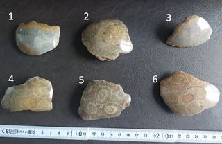 Coral Agatizado Fosil 350-400 Millones Años