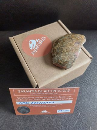 Coral Agatizado Fosil 350-400 Millones Años