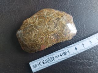 Coral Agatizado Fosil 350-400 Millones Años