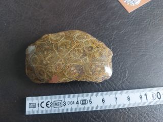 Coral Agatizado Fosil 350-400 Millones Años