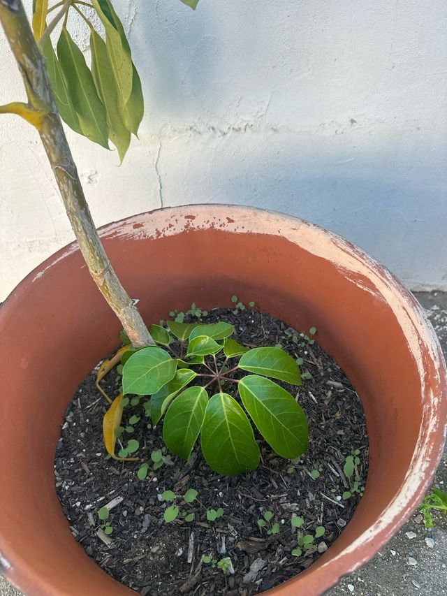 Planta con maceta de barro grande