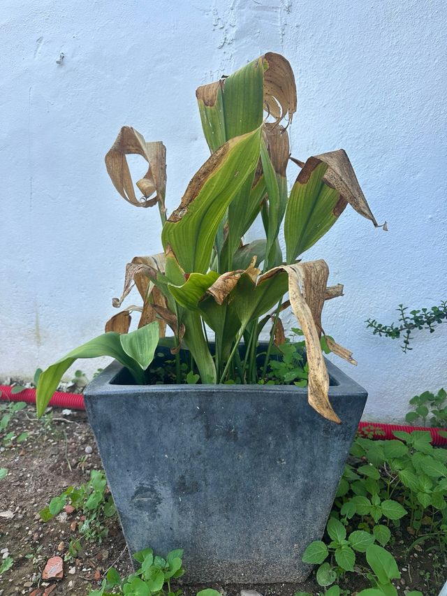 Maceta gris esmaltada con planta