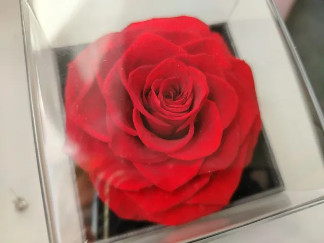 Rosa stabilizzata e orecchini argento