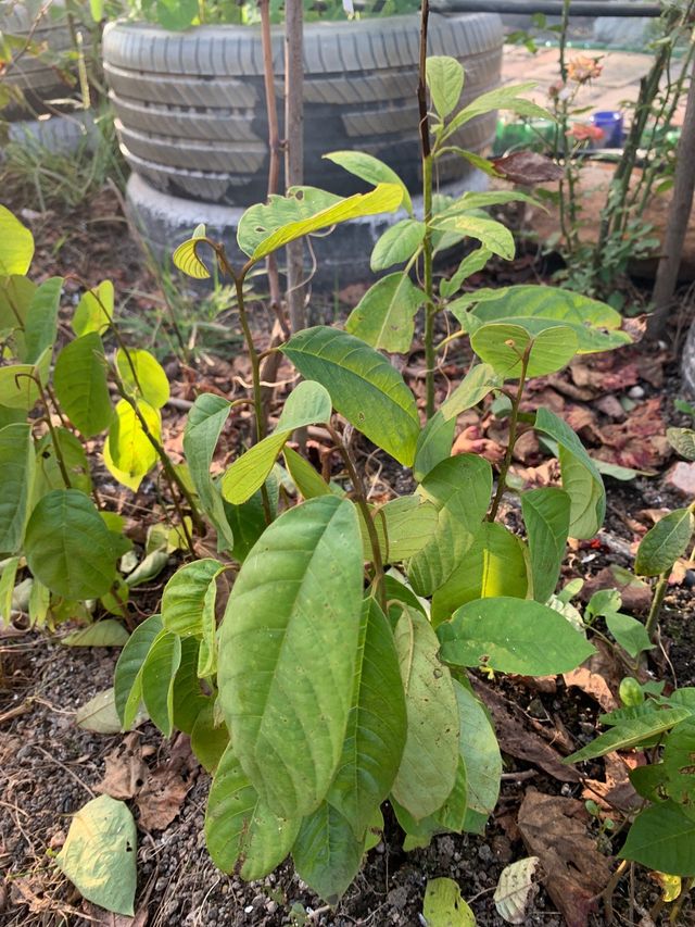 5 Arbolitos de Chirimoya