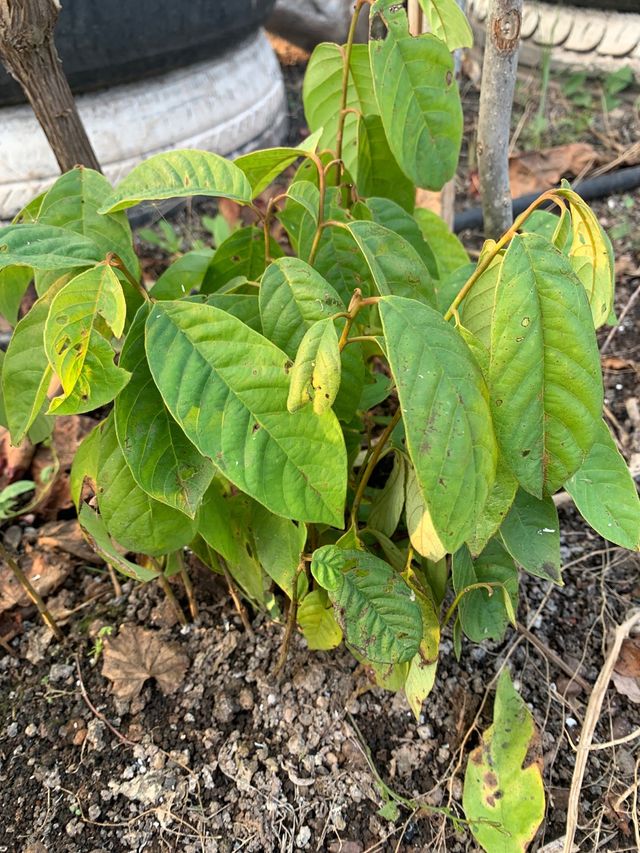 4 arbolitos de chirimoya