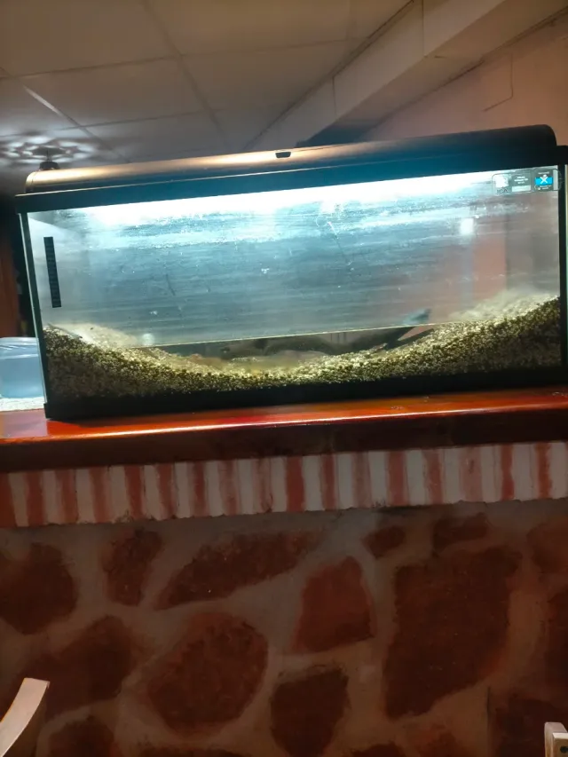 Acuario con sustrato incluido y placas instaladas