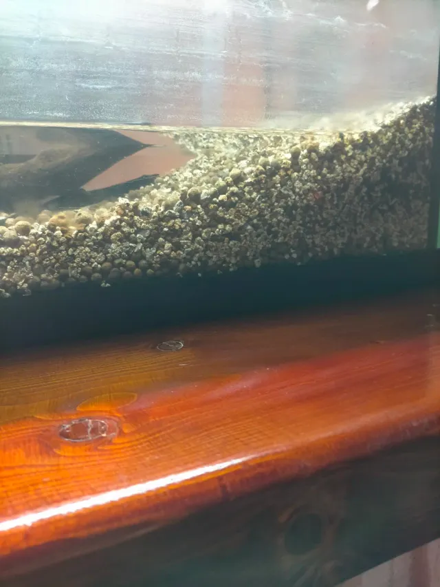 Acuario con sustrato incluido y placas instaladas