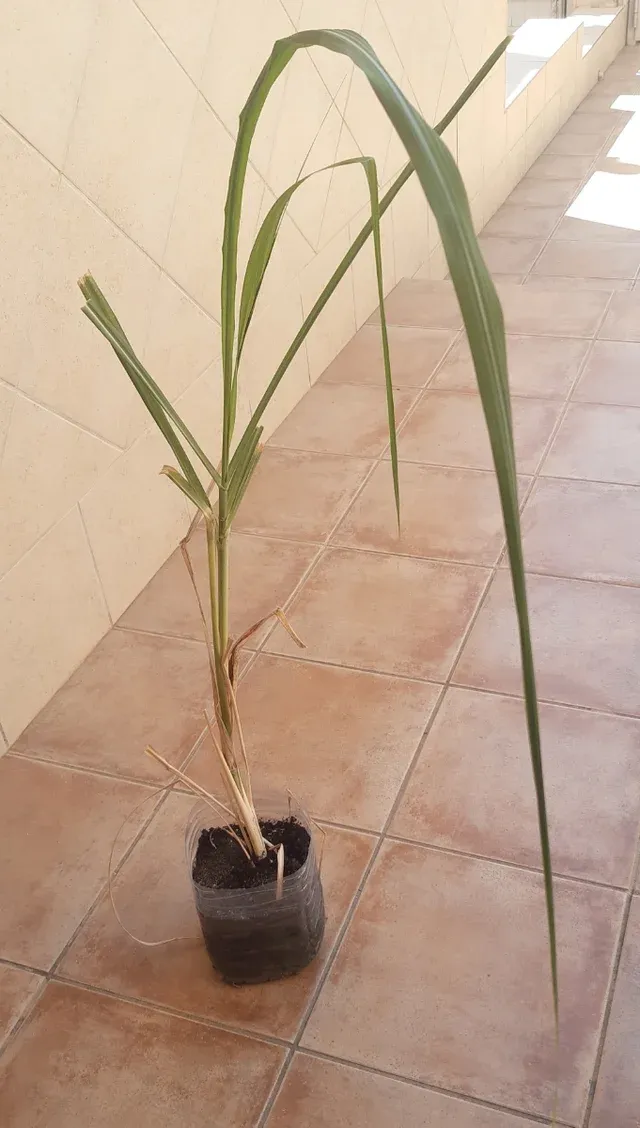 Caña de azucar-cañadú. Planta plantón